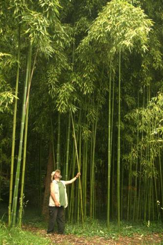 bambous.jpg